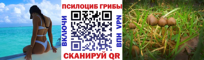Псилоцибиновые грибы MAGIC MUSHROOMS Купить закладки Райчихинск